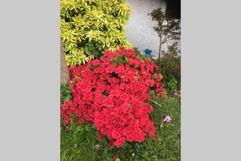 Lovely 3 Bed House Close To Carlyon Bay Beach! المظهر الخارجي الصورة